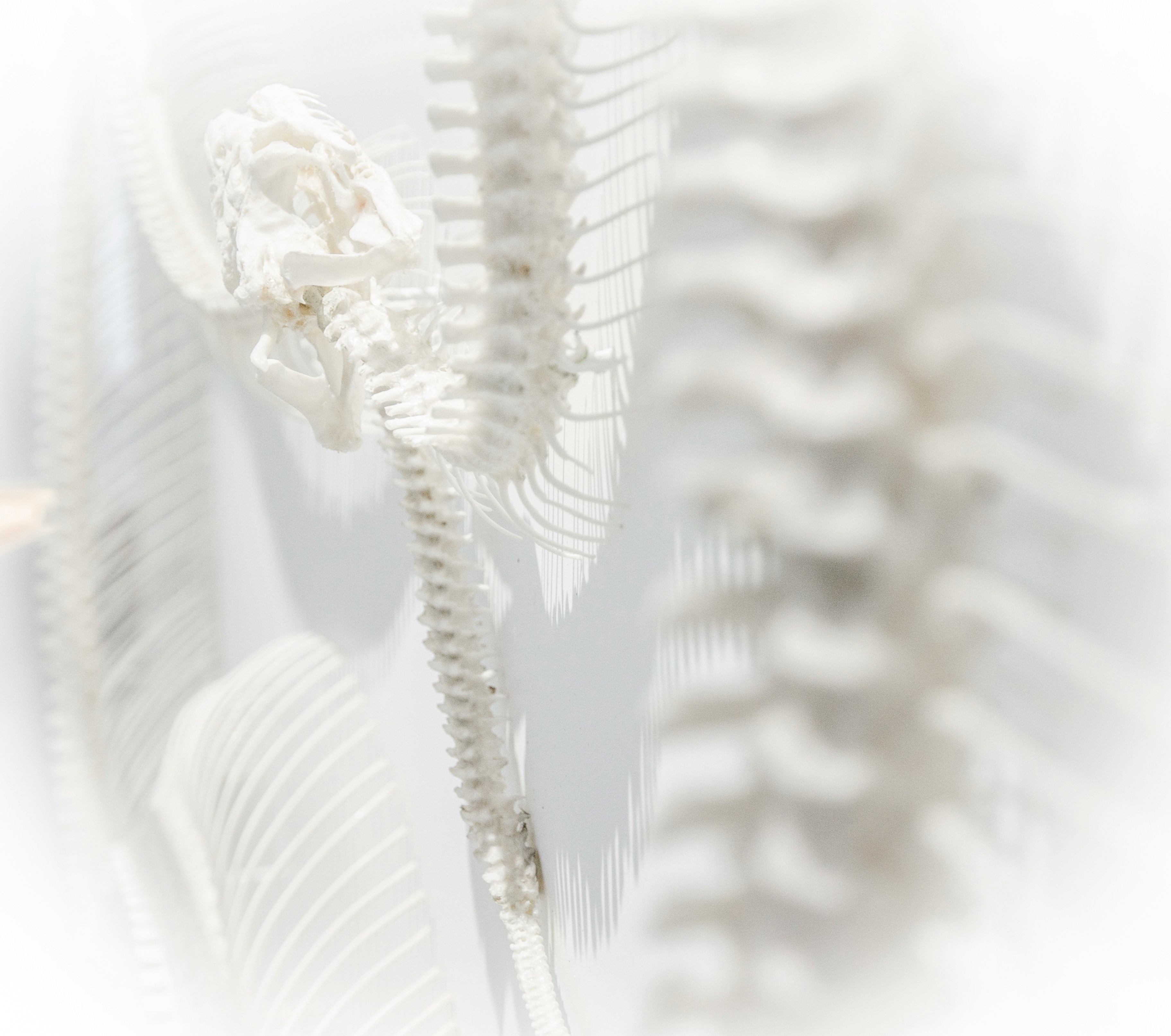 Chiropractic care by Elite Chiropractic Rehab and Wellness near Rossmoor, Walnut Creek